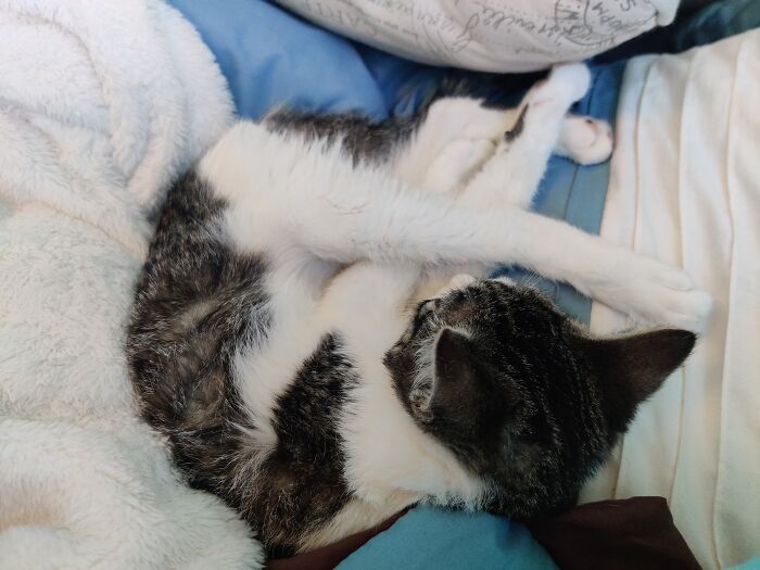 Dosei The Day After I Got Him. He Was So Small And Skinny! Poor Baby Was Alone On The Streets. He Now Spends His S Days Attacking Any String In Sight And Cuddling Constantly.