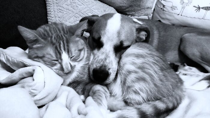 Odie & Spike , The Best Of Friends