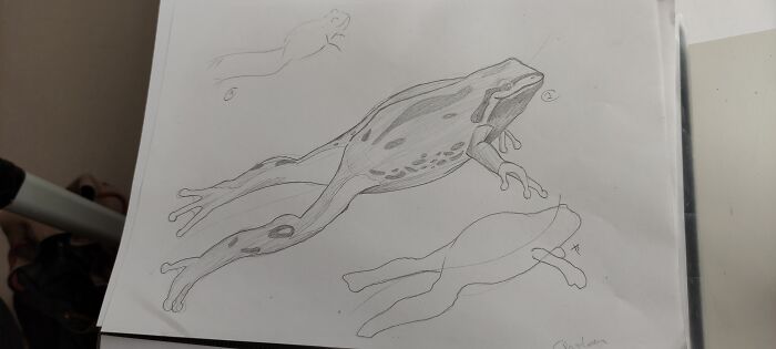 The Frog I Drew For My Art Class