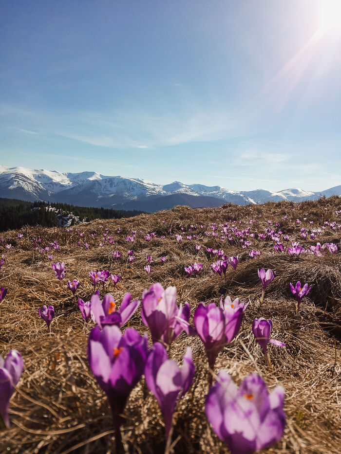Purple crocus flowers blooming in a meadow with snow-capped Ukrainian Carpathians mountains under a clear blue sky.