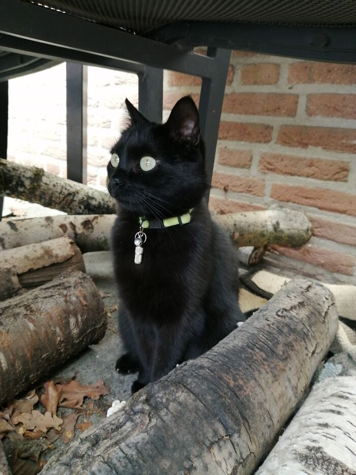 This Is My Sweetie Girl Nova, She Has Feline Mps, Her Nails Are Always Out, Stuck To Everything And Gets A Panic Attack, Is Very Panically Scared Of Everything And Anything, Yes Even Her Own Paws. Attention Seeker But Scared And Runs Away If You Move Too Much .