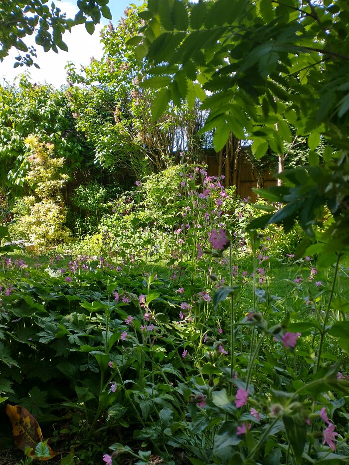 My Wildlife Garden In (England)