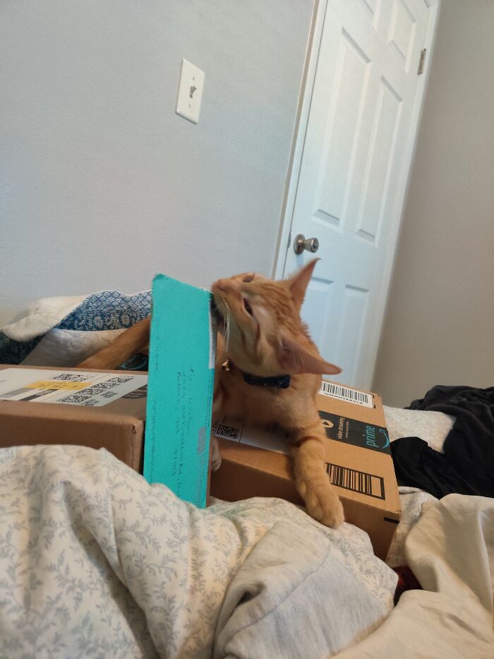 Cheddar, Eating Our Mail The Week We Got Him.