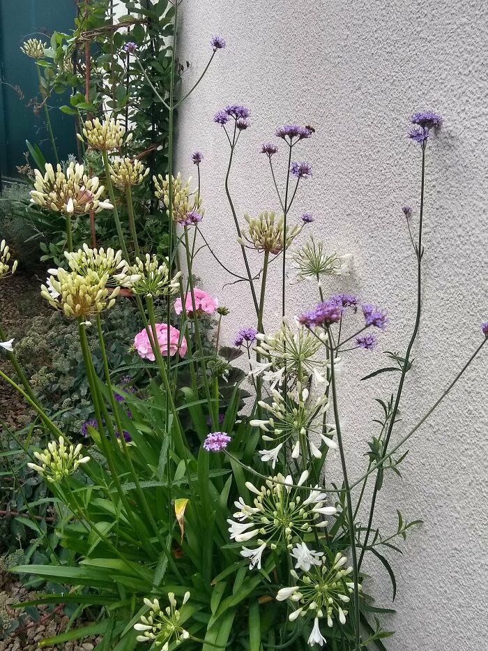 An Unpromising 9 Inch Wide Dry Bed Next To The Garage…add A Couple Of Pots And Water Well!