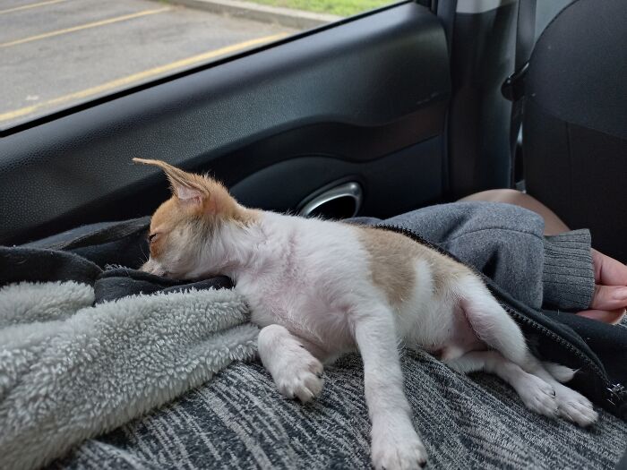Menchi's Trip Home