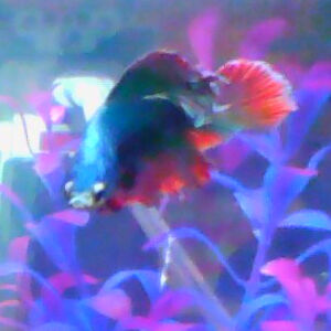 sydneytrumble avatar