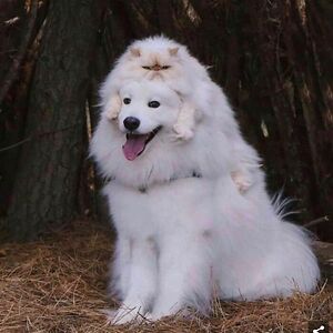 sterre_klaver avatar