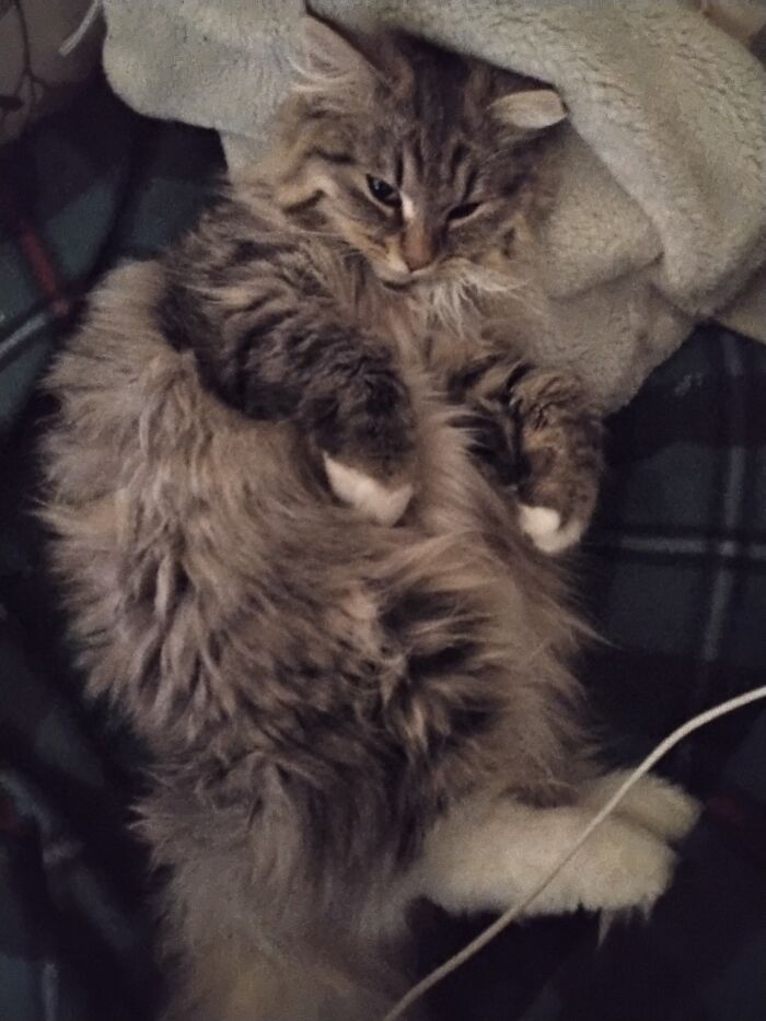 Tuna And Catnip Were Involved