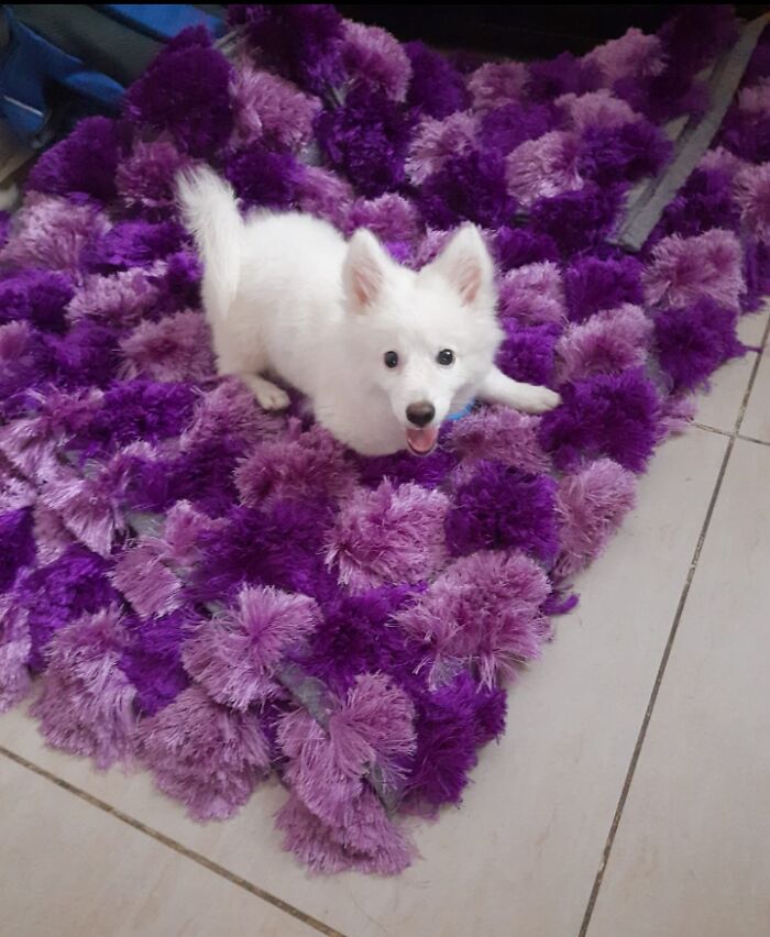 This Is Casper Smiling After We Told Him It's Walk Time