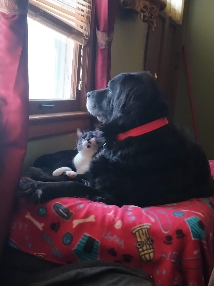 "You're Such A Good Brother": Tipper (The Cat) And Her Dog Brother, Oscar