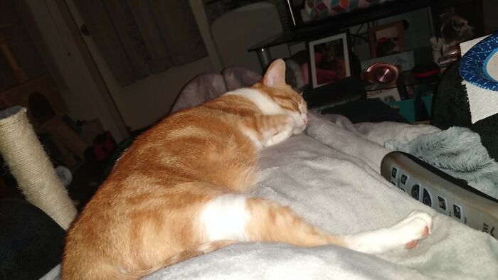 Sitting Down In My Comfy Chair With My Cat On My Lap While I'm Reading A Good Book.