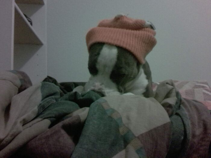 This Is My Dog When Texas Had The Crazy Coldfront