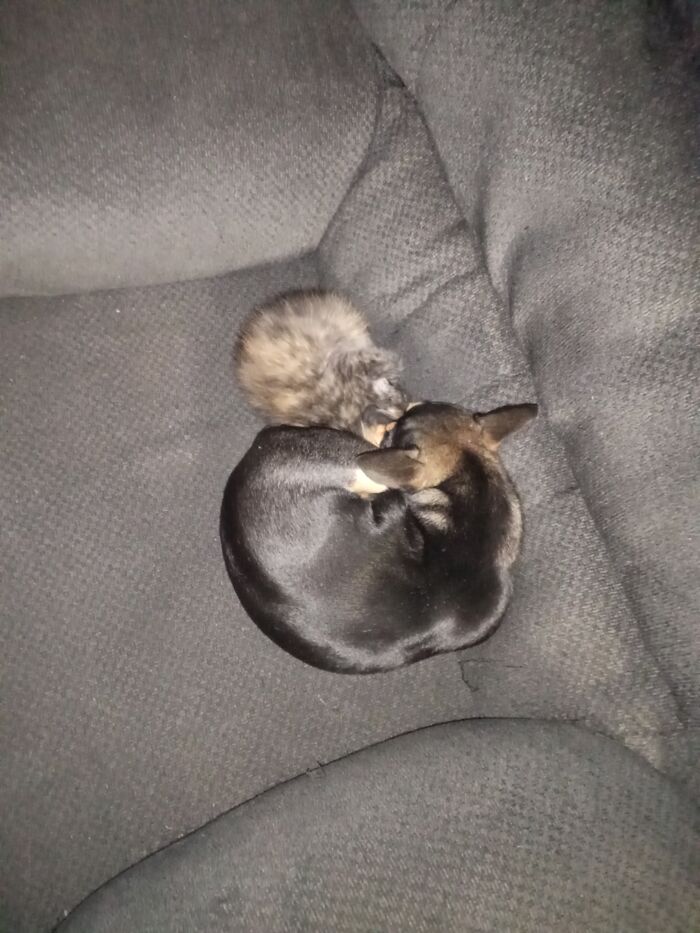 Tiny Claws And Stitch