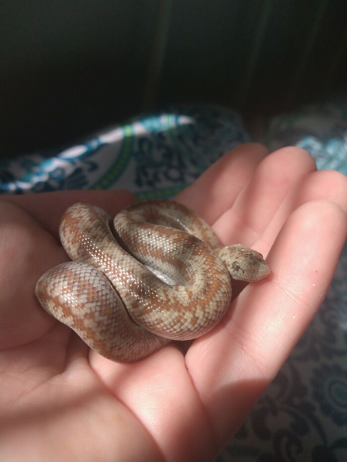 My Baby Named Spaghetti