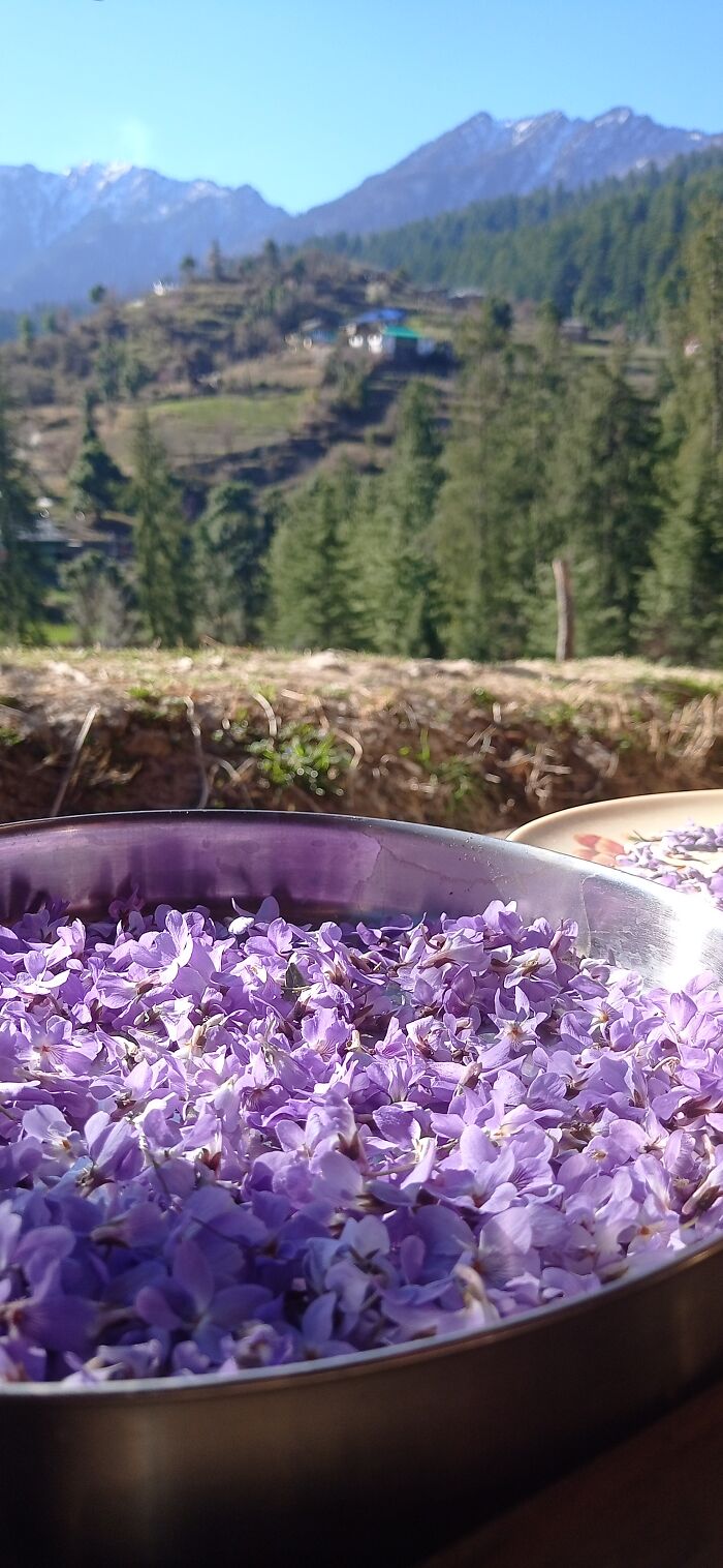 Wild Violets Drying In The Morning Sun