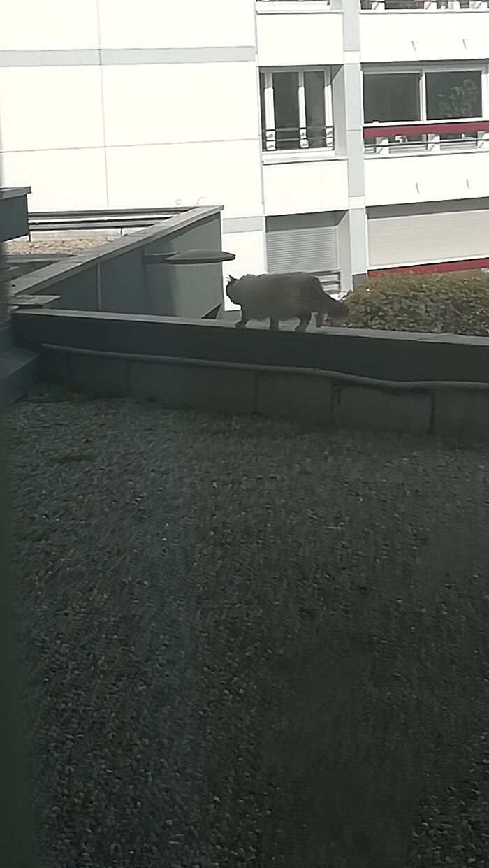 This Cat Is Sometimes Walking Around My Window