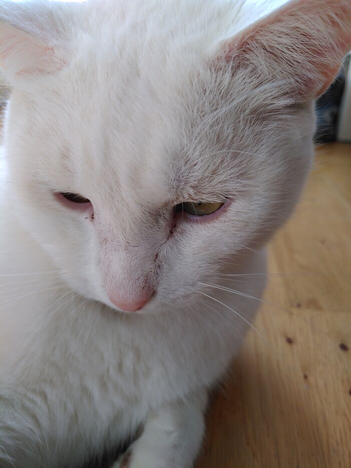 Katkins (The One With The Mustache) And Polar