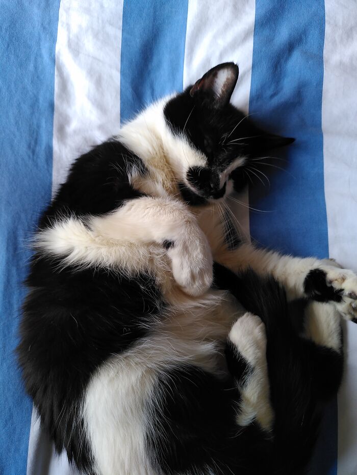 Katkins (Creative Name I Know)