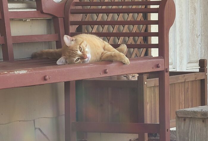 Adopted Brother & Sister