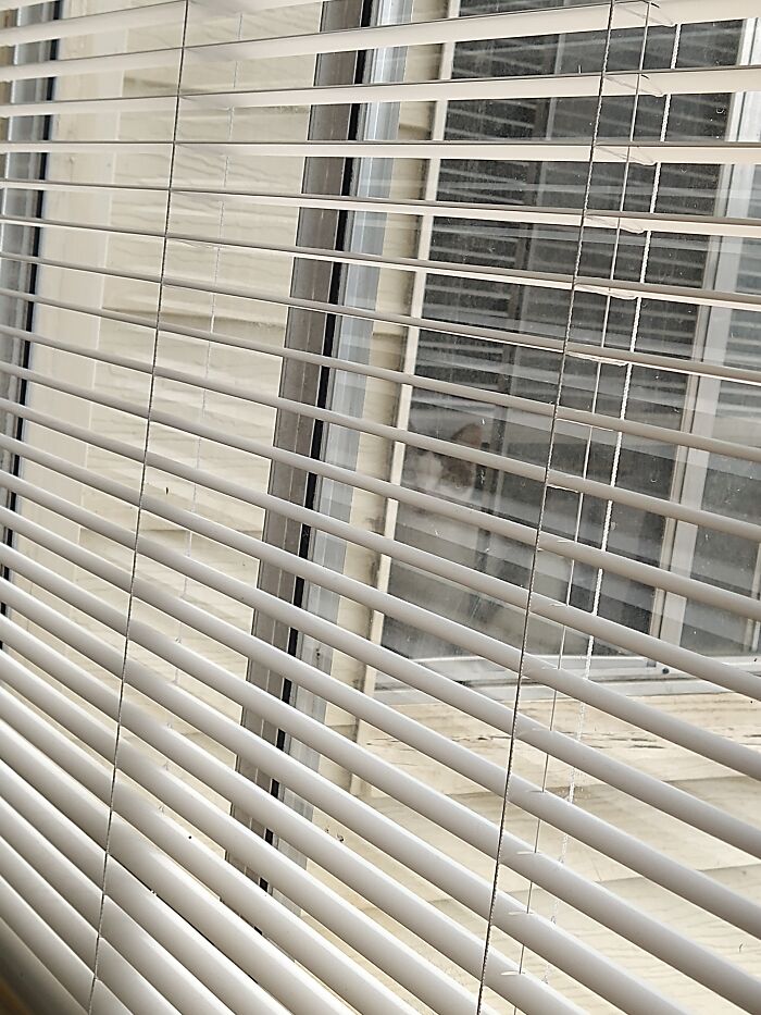 My Cat Being A Creeper