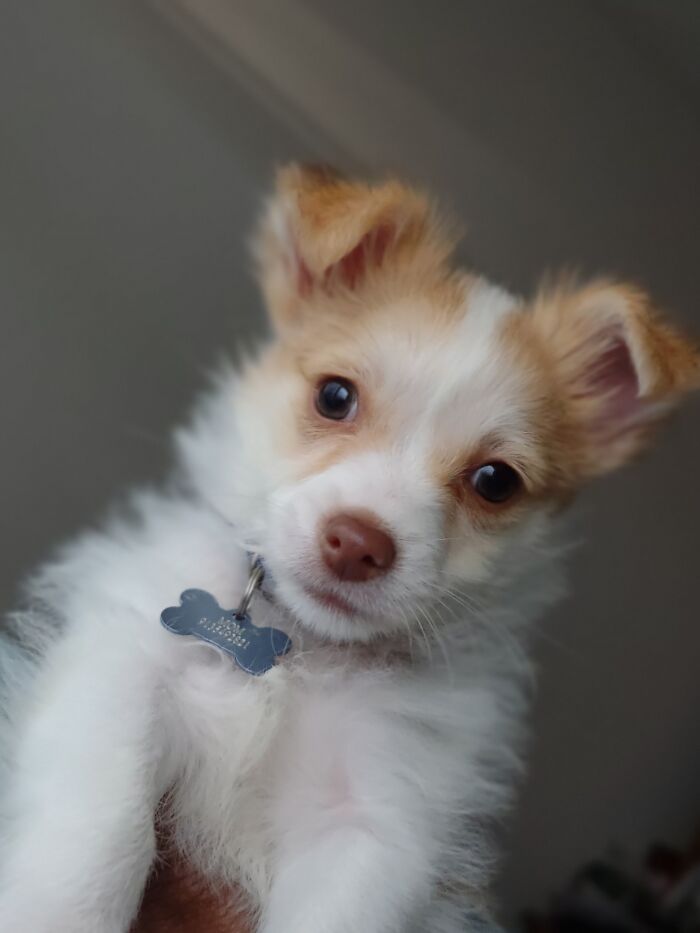 Stetson At 4 Months.