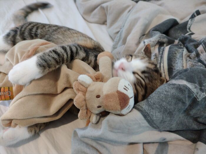 My Beautiful Baby Cat With Her Favorite Toy