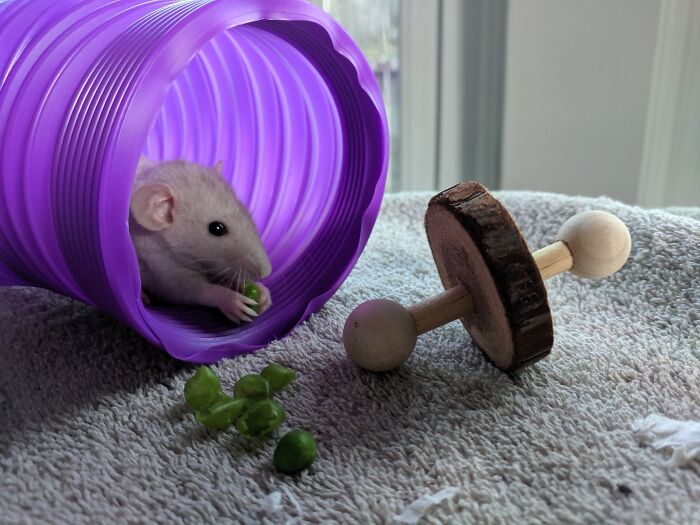 Baby Peralta, He Still Hollowed Out Peas With He Was 4x Larger