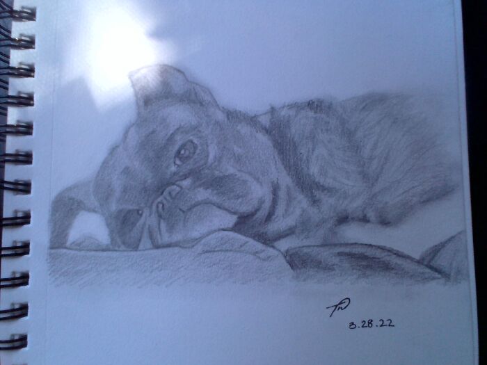 It's My Friend's Dog :) Although The Original Dog Has A Much More Cute And Scrunched Up Face, And I Was Sadly Unable To Capture That, But I'm Still Learning.