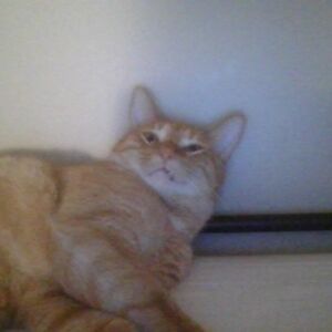 preslieschubot avatar