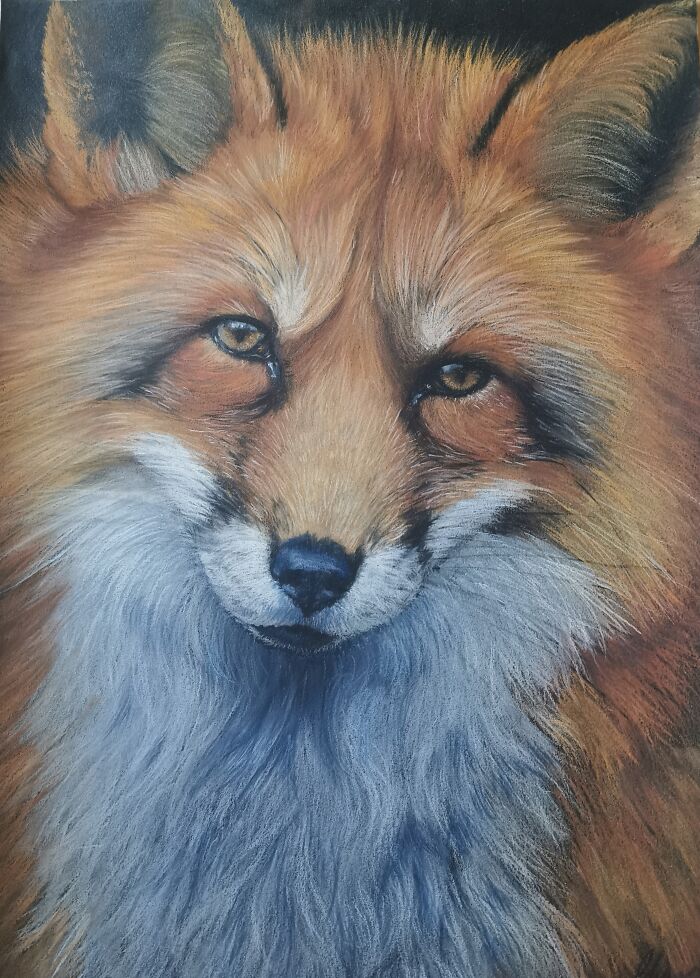 Fox Portrait