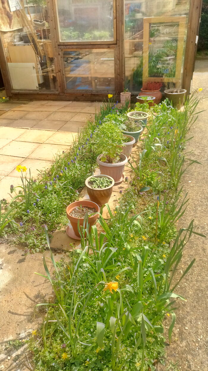 Our Flower Garden Is Coming To Life...