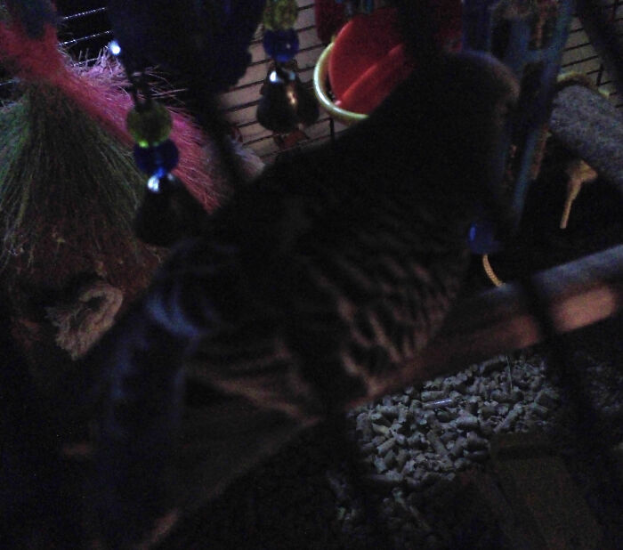 The Pic Is Awful, But That Handsome Bird-Shaped Blob Is Known As Sushi