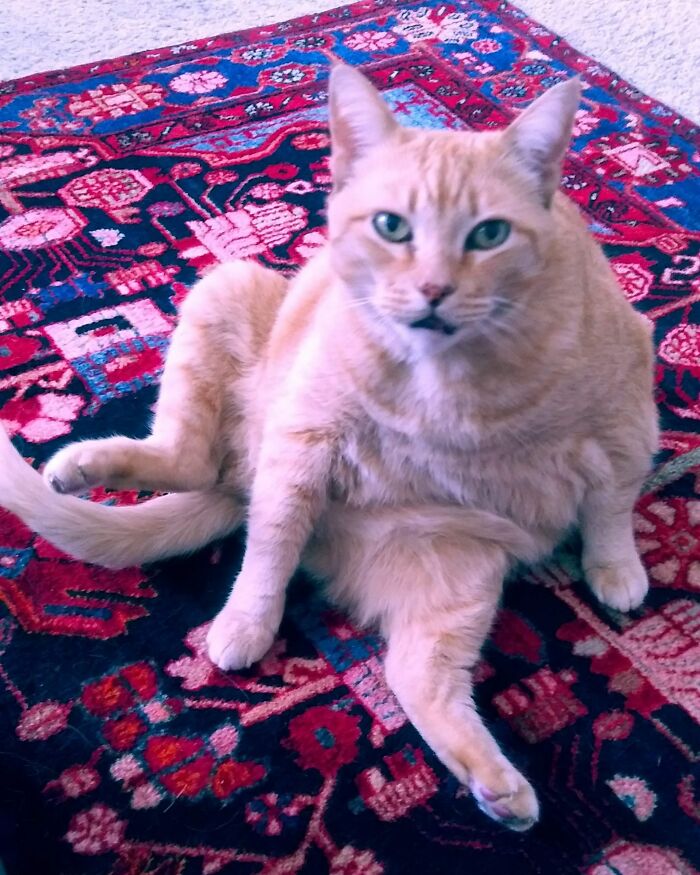 Boo The Cat Living His Best Life.