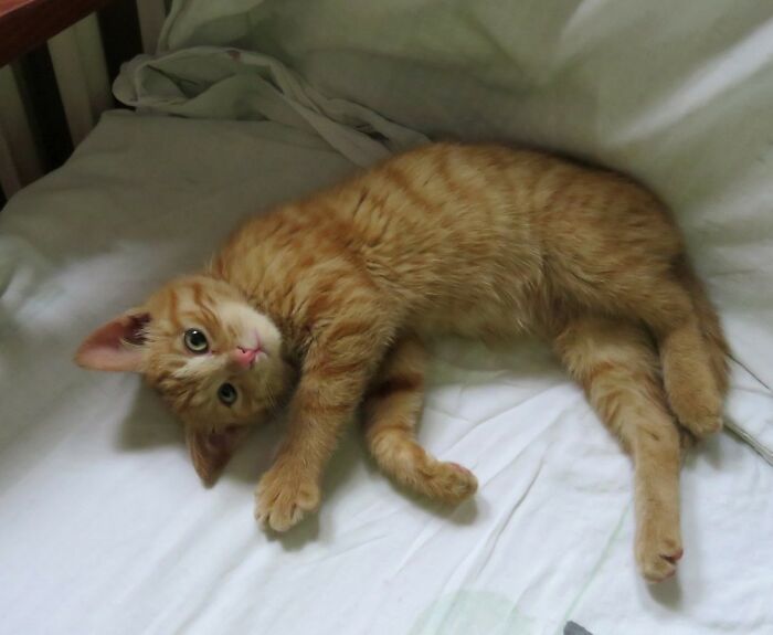 Baby Milenko, A Few Days After The Adoption And Immediately Appropriated The Most Comfortable Chair