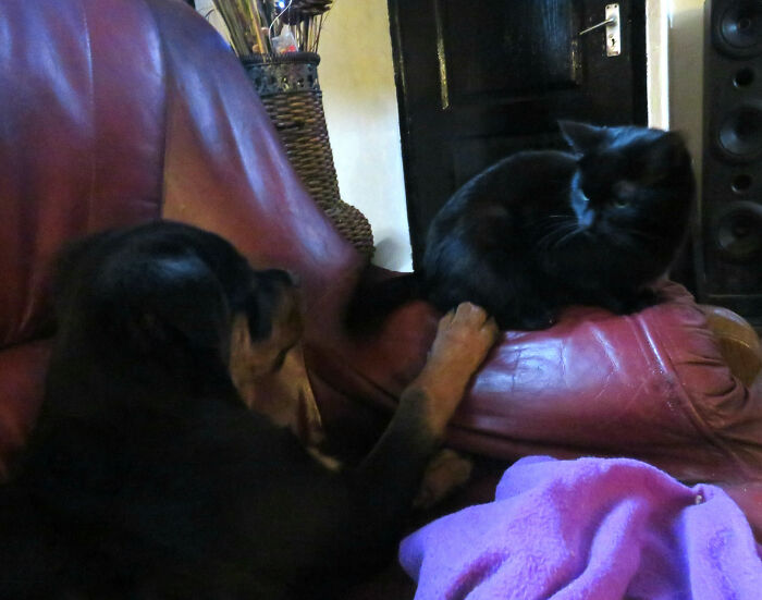 Pup Buddy Working On His Cat Friendships