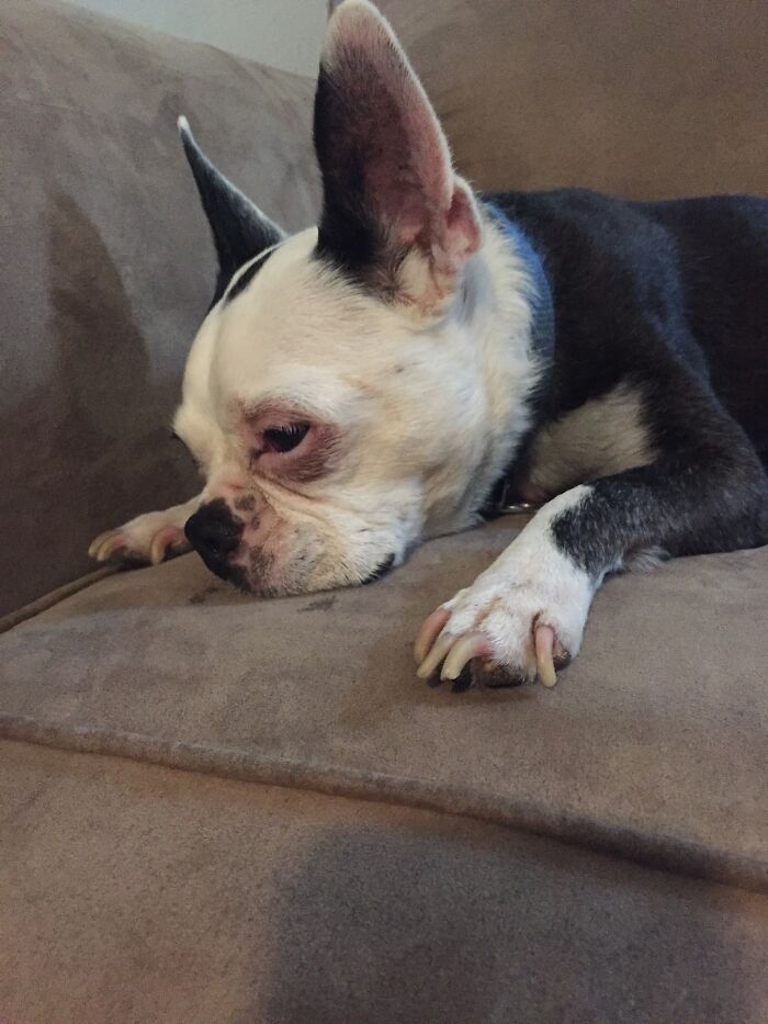 My Deaf Boston Terrier, Taffy. She Passed Away At 15 In March. I Miss You Taffers