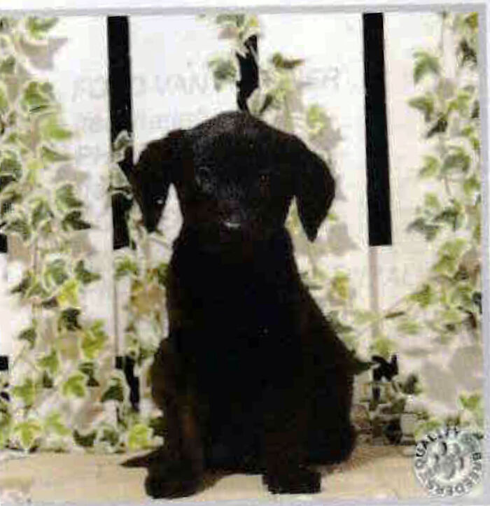 Kito, We Adopted Him When He Was 8 Months. Pic Is From His 'Id-Card'