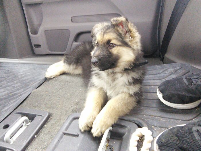 Drove 6 States To Bring This Little Angel Home. Our Kokyu As A Puppy.