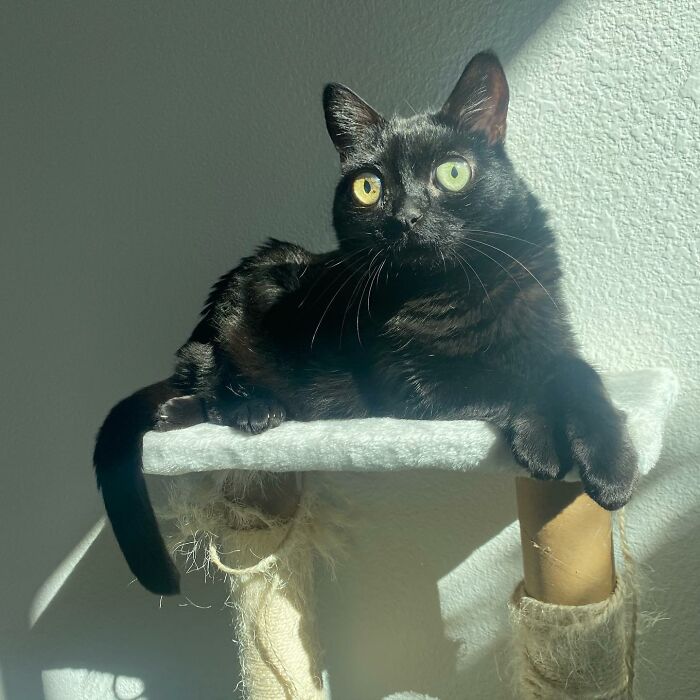 Black Cat With Huge Eyes And Paws Named Mayor Of Town Called Hell