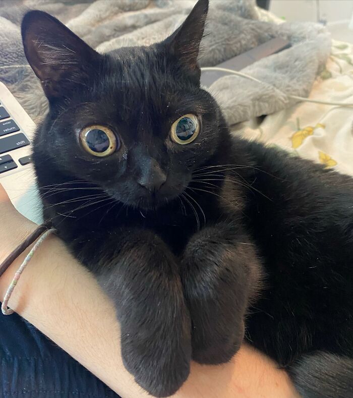 Black Cat With Huge Eyes And Paws Named Mayor Of Town Called Hell