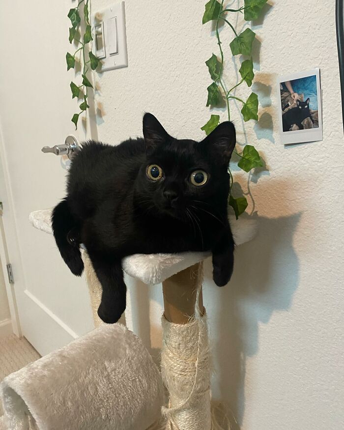 Black Cat With Huge Eyes And Paws Named Mayor Of Town Called Hell