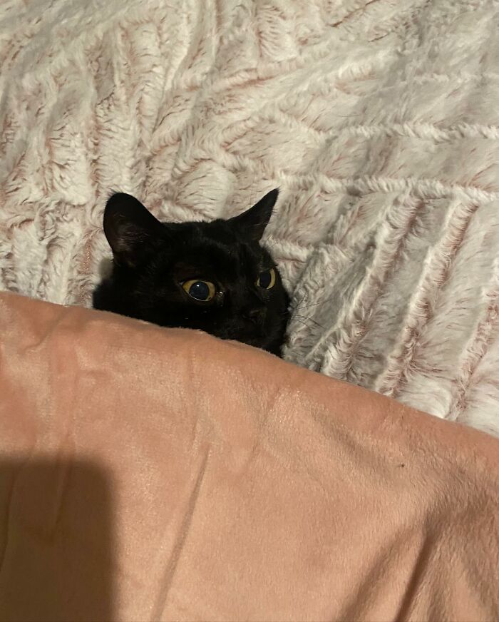 Black Cat With Huge Eyes And Paws Named Mayor Of Town Called Hell