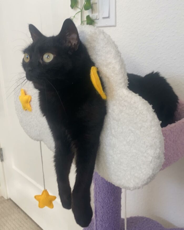 Black Cat With Huge Eyes And Paws Named Mayor Of Town Called Hell