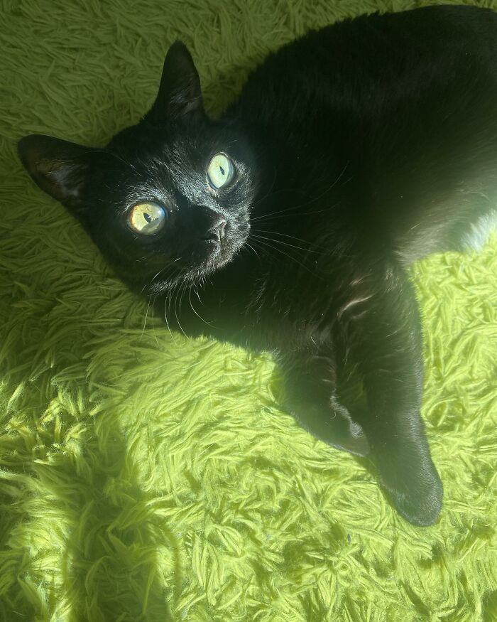 Black Cat With Huge Eyes And Paws Named Mayor Of Town Called Hell