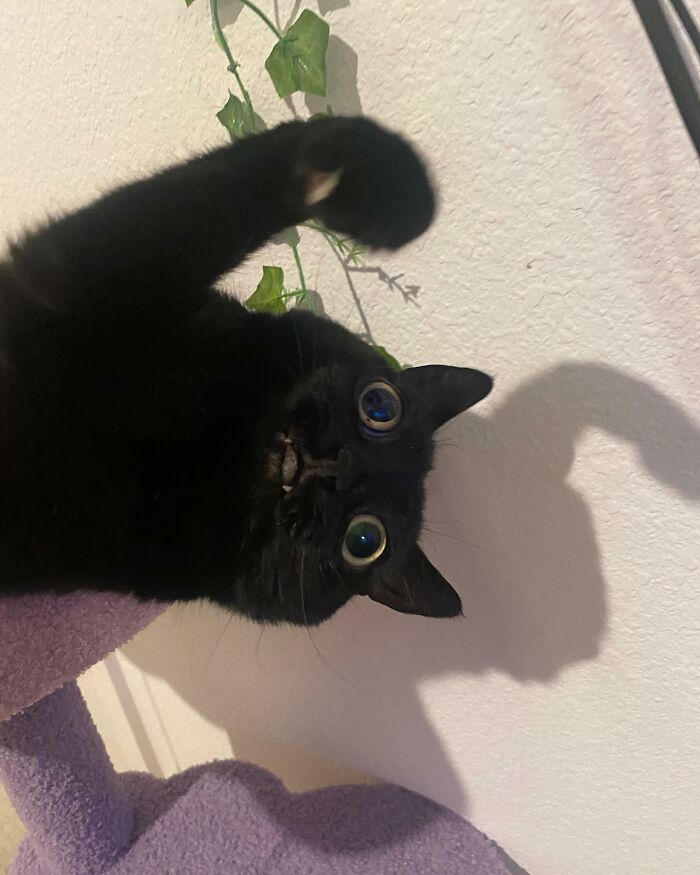 Black Cat With Huge Eyes And Paws Named Mayor Of Town Called Hell