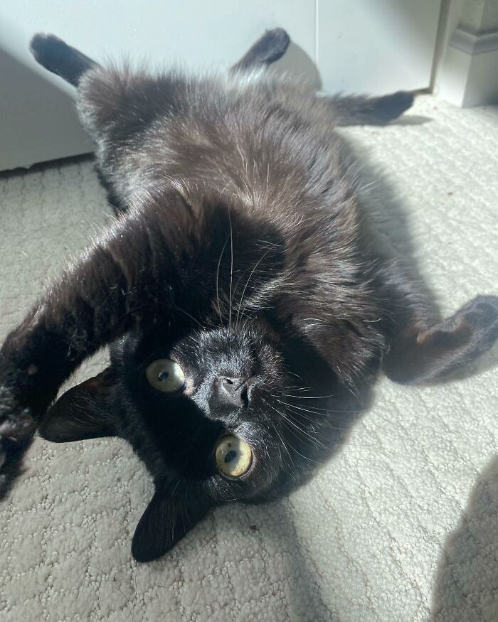 Black Cat With Huge Eyes And Paws Named Mayor Of Town Called Hell