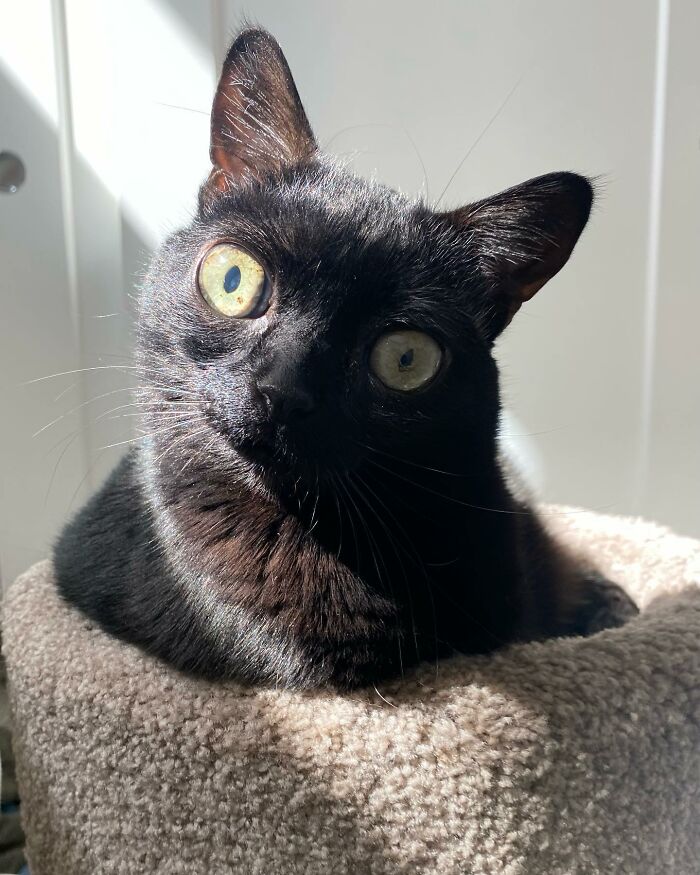 Black Cat With Huge Eyes And Paws Named Mayor Of Town Called Hell