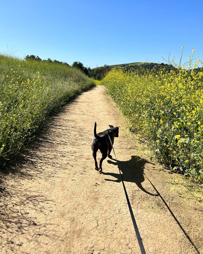 My Adorable Dog Turns 1 (12 Pics)