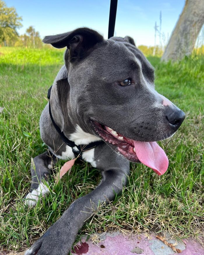 My Adorable Dog Turns 1 (12 Pics)