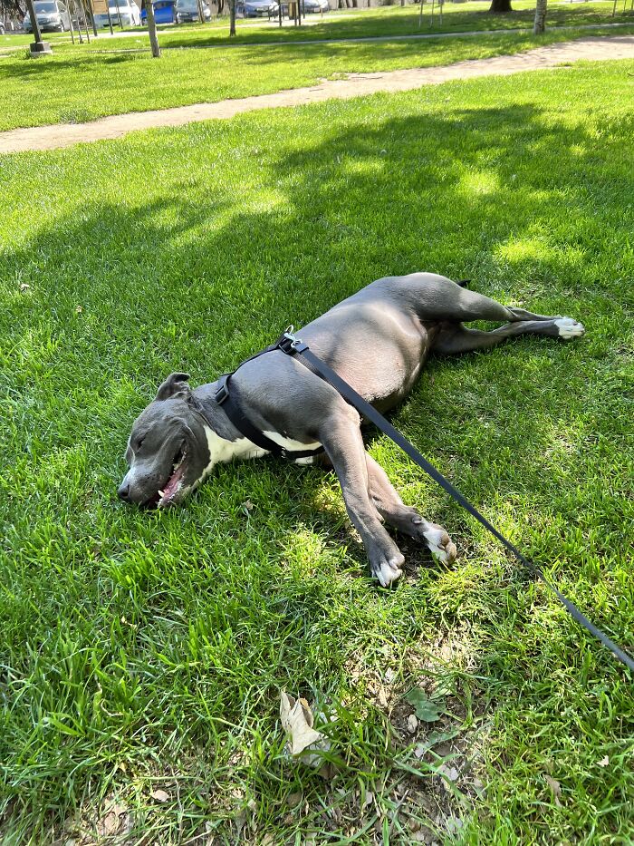 My Adorable Dog Turns 1 (12 Pics)